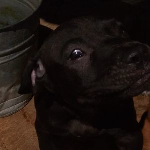 Meet your Posher, Billy